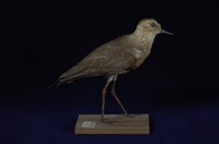 藏品(紅胸鴴)的圖片